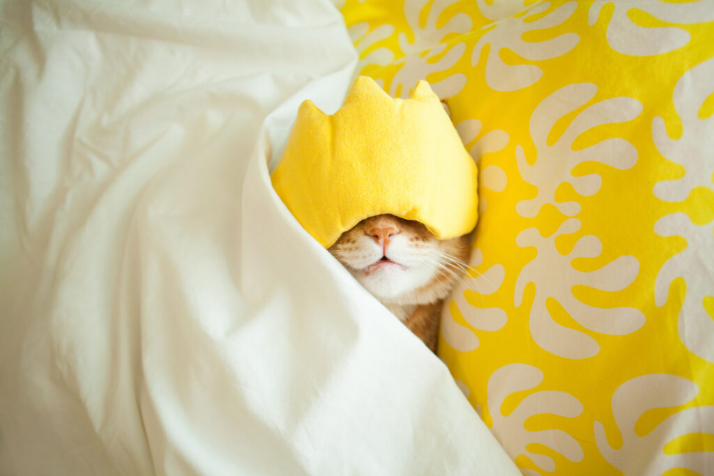 Cat, with eye cover, in bed